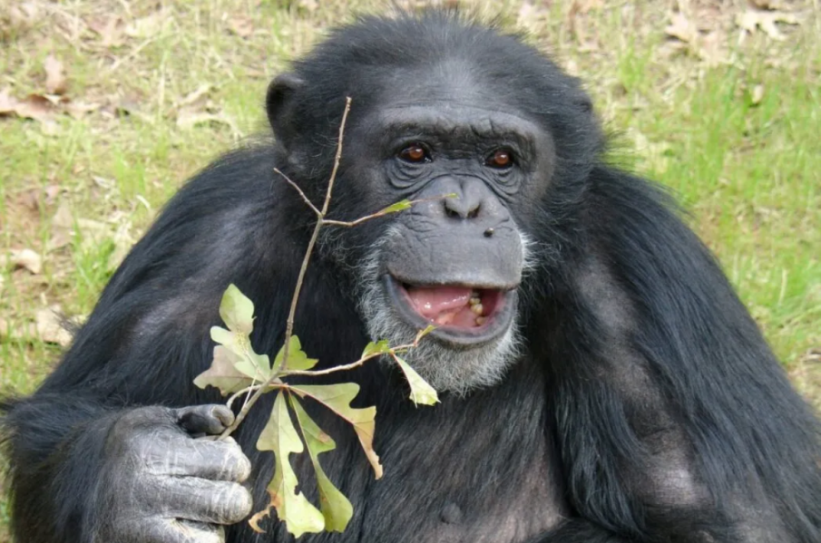 Кои са най-интелигентните животни на планетата