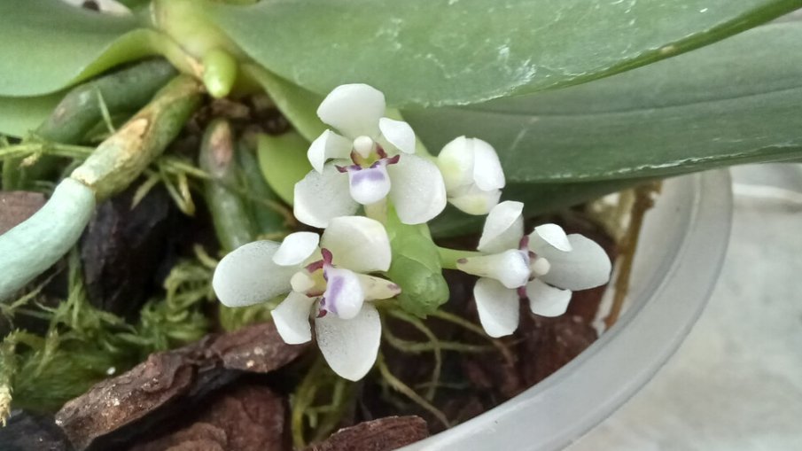 КРАСОТА: Рядка орхидея цъфна в Ботаническата градина на БАН