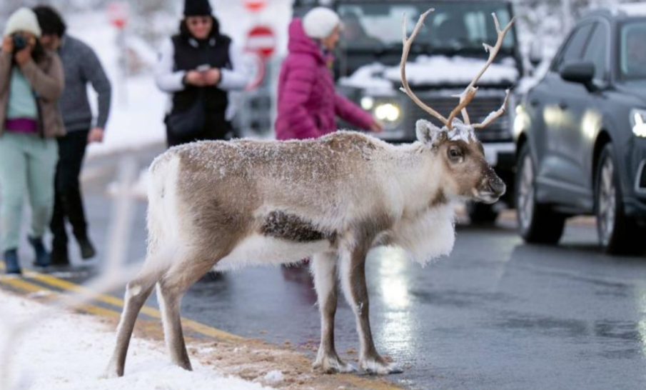 Елен беглец предизвика мащабна издирвателна операция във Великобритания