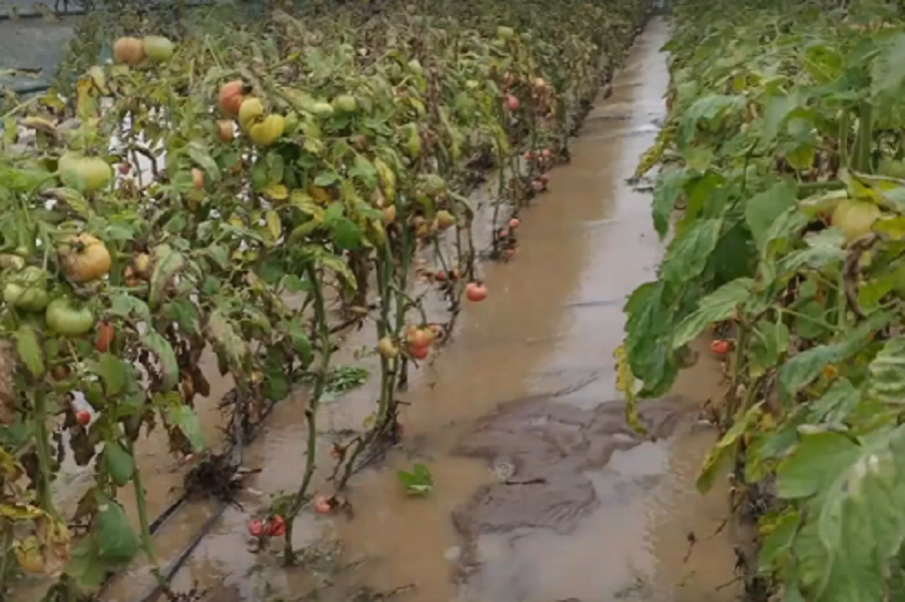 БЕДСТВИЕ: Дъждовете отнесоха реколтата в Югозападна България