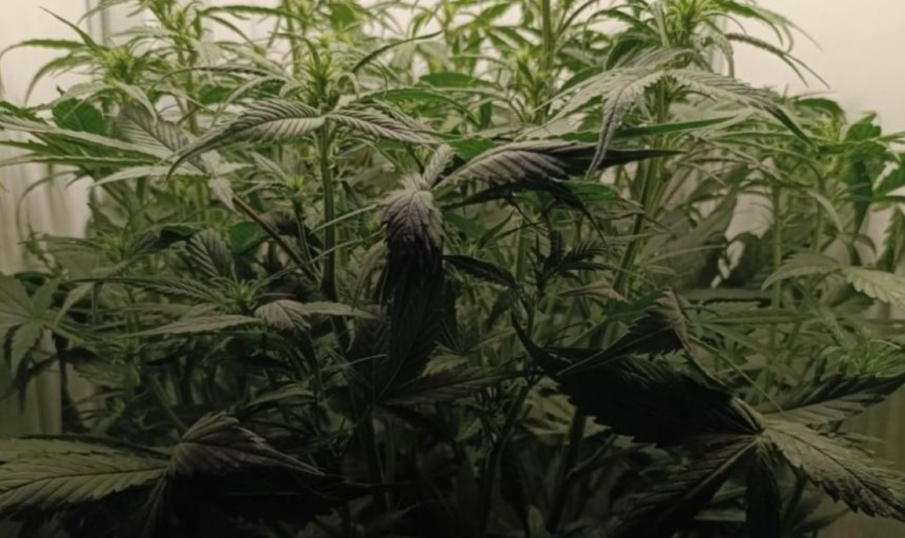 Полицаи се натъкнаха на два кашона с марихуана в апартамент в Казанлък