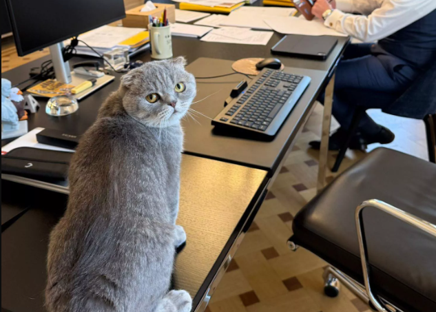 Котаракът Максимус на белгийския премиер засенчва по слава котарака на британските премиери