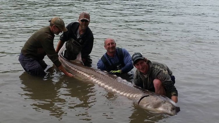 Рибари уловиха гигантска есетра в морето край Бяла