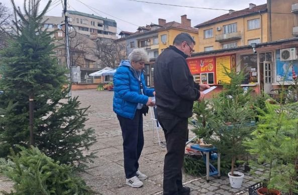 Солени глоби за незаконни елхи в Кюстендилско