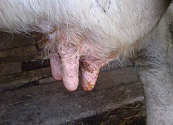 Експерти от ЕС обследват епидемията от шап в Северен Кипър