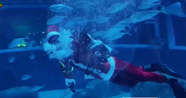 Дядо Коледа се гмурна в аквариума в Рио де Жанейро (ВИДЕО)