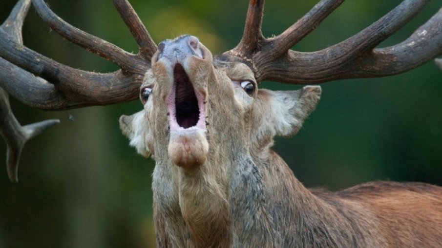 Елен предизвика катастрофа между тополовградски села