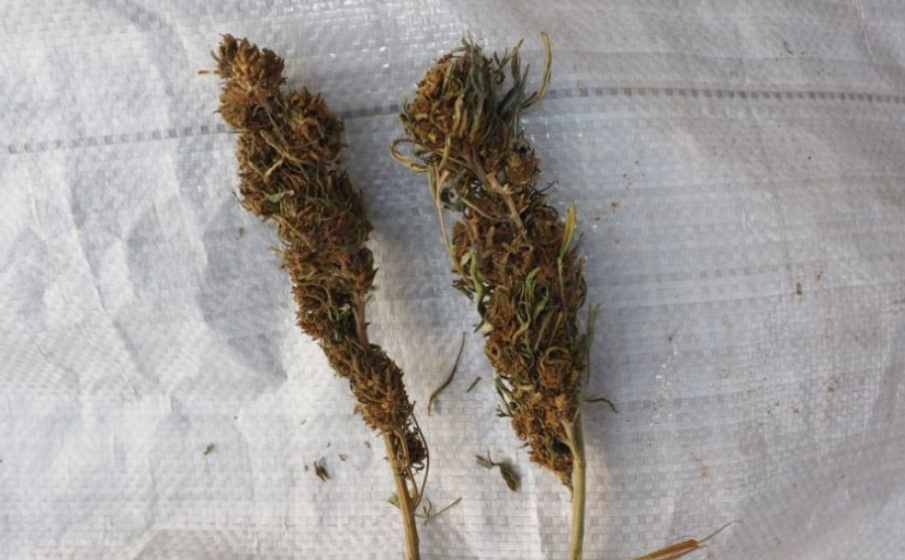 Иззеха голямо количество марихуана в Казанлъшко