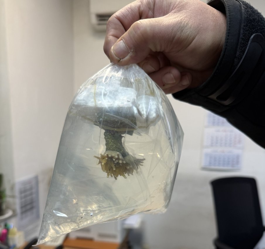 Живи корали задържаха митничарите на Капитан Андреево (СНИМКИ)