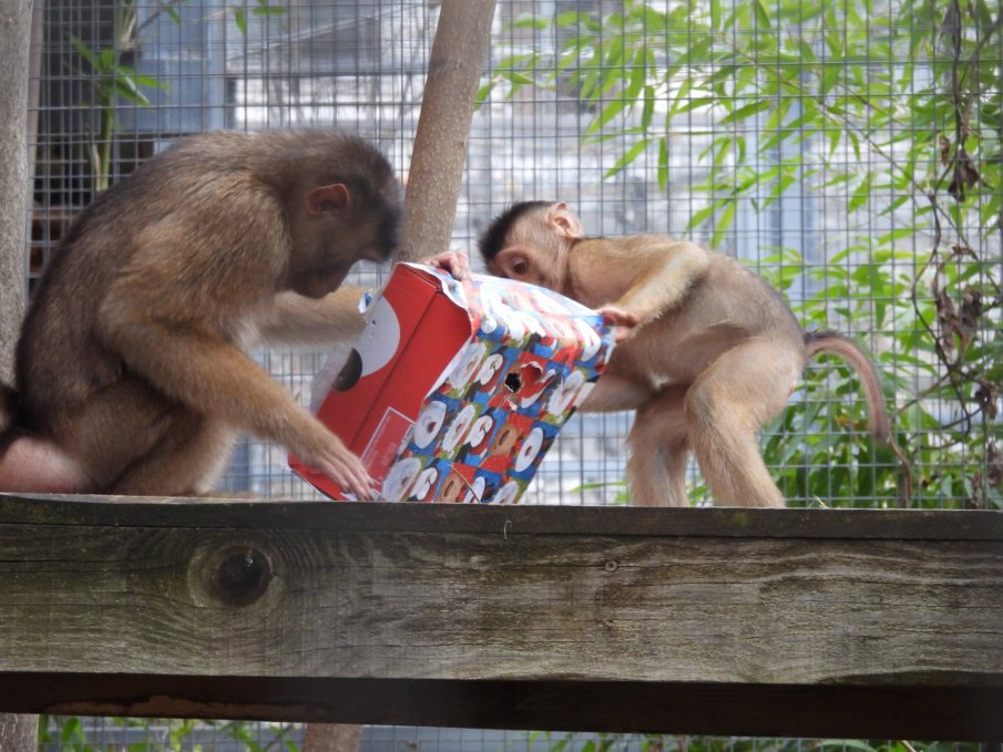 Приматите в столичния зоопарк получиха подаръци
