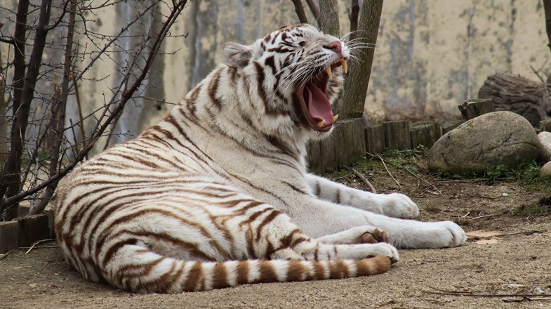 Зоопаркът в София остава затворен до 5 януари
