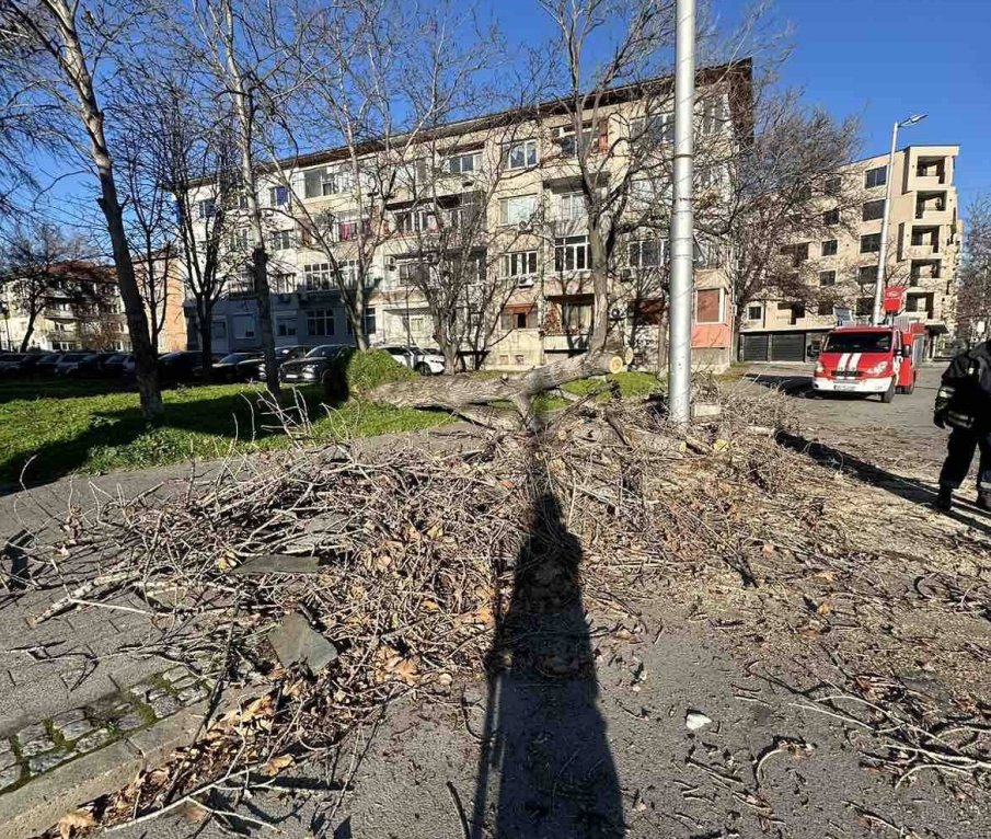 Вятър със 100 км/ч връхлетя Пловдив, от общината с апел: Не паркирайте под дървета
