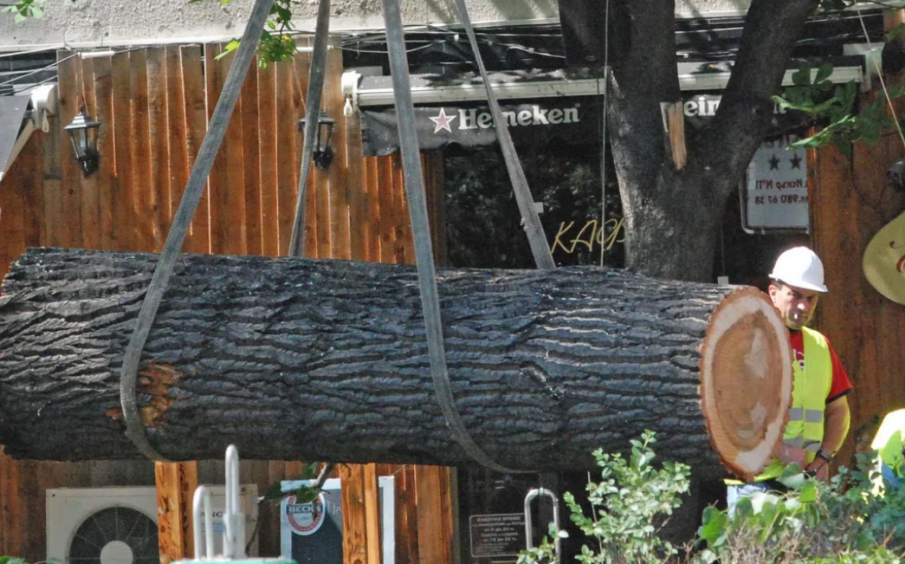 Паднало дърво спря движението на трамваи в София