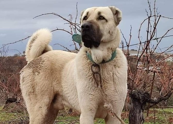 Убийство на кангал потресе Българово в последния ден на изминалата година