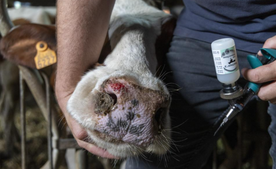 Ферми в Хасково и Смолян пламнаха от син език