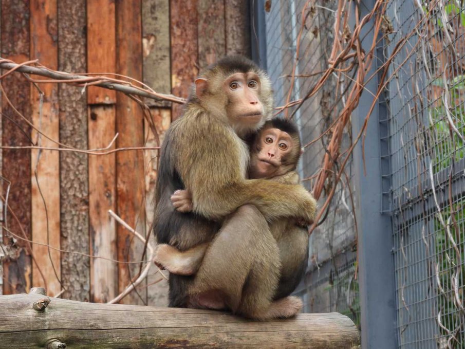 Софийският зоопарк се похвали с новите си попълнения за 2025 г.