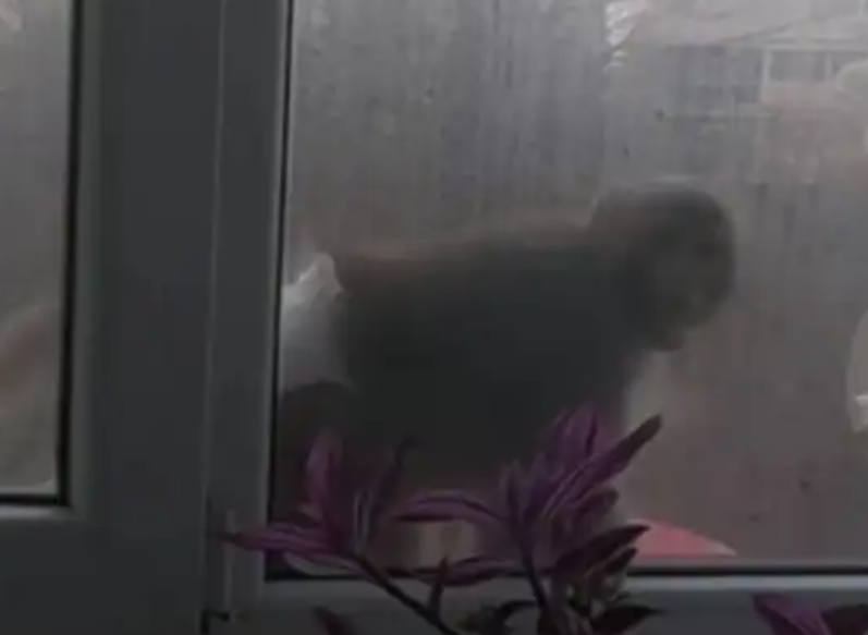 Маймуна по памперс се разхожда по первази и тераси в Люлин