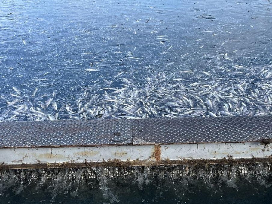 Тревожен сигнал за огромно количество умряла риба в карловското село Войнягово