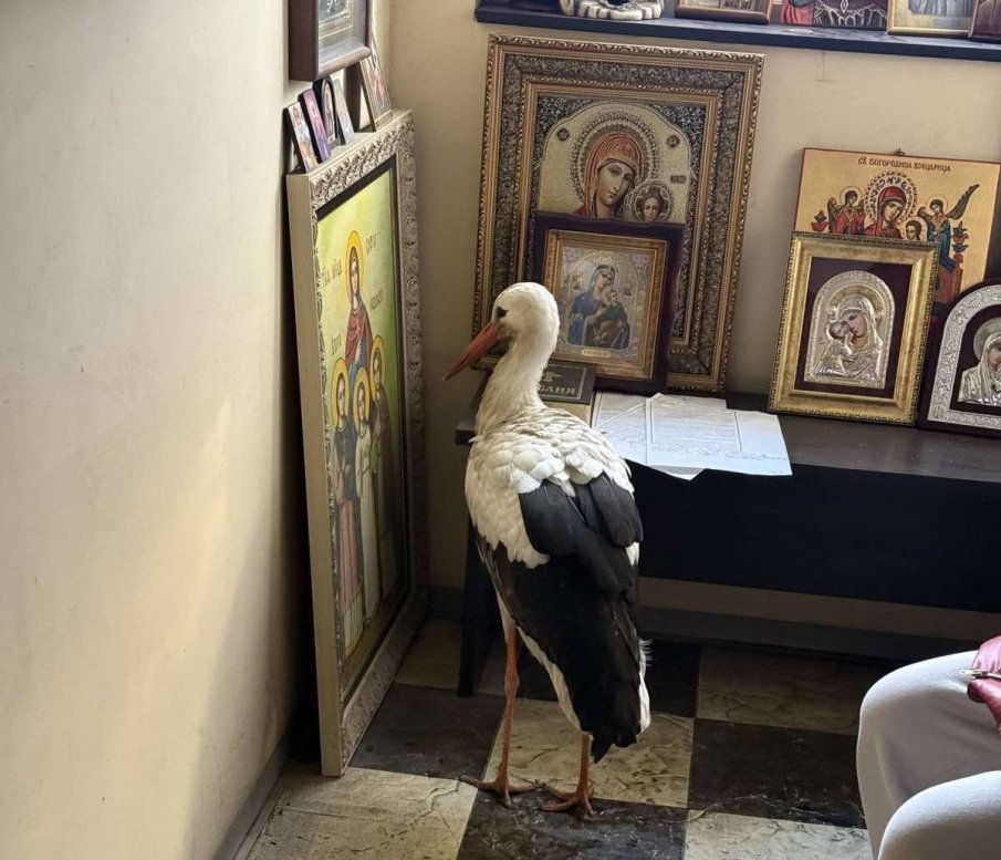 КРАЙ БУРГАС: Премръзнал щъркел потърси убежище в параклис - ето какво се случи после... (СНИМКИ)