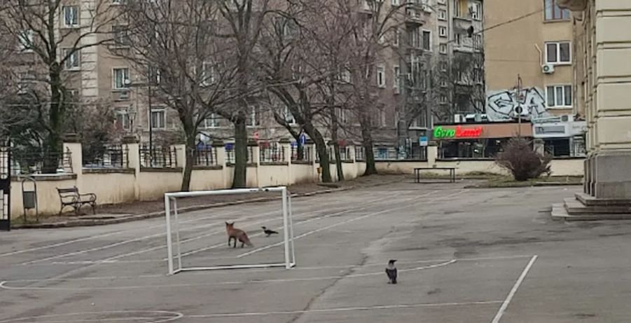 ШОКИРАЩО! Лисица се разхожда в двора на училище в центъра на София