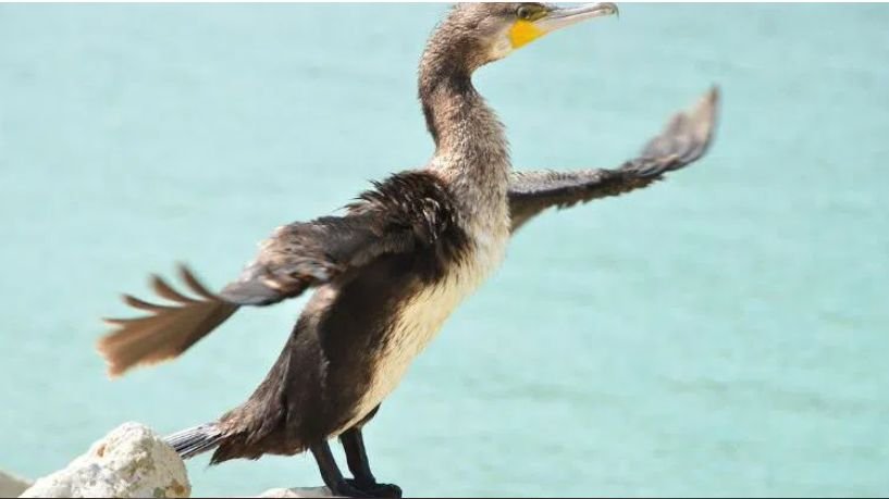 ШОК! Ранена птица сама потърси помощ в спешен център