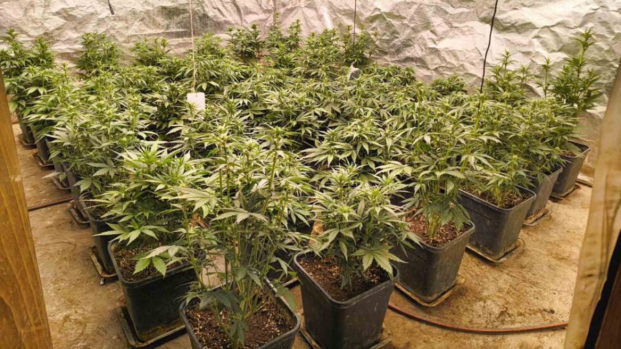 СДВР иззе 4 кг марихуана и 1000 гр кокаин