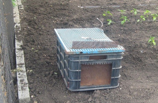 Разследват мъж и жена, залагали капани за бездомни животни в парка на Стара Загора