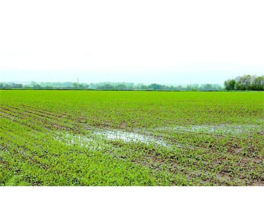 КАХЪРИ: Обилните дъждове разтревожиха производителите в Сливенско