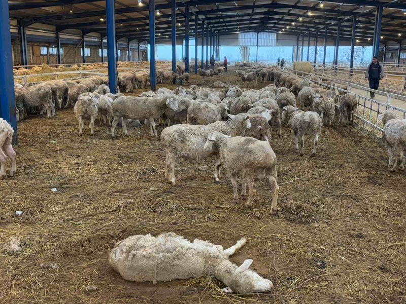 БАБХ с напътствия какво да правят стопаните при смърт на животно