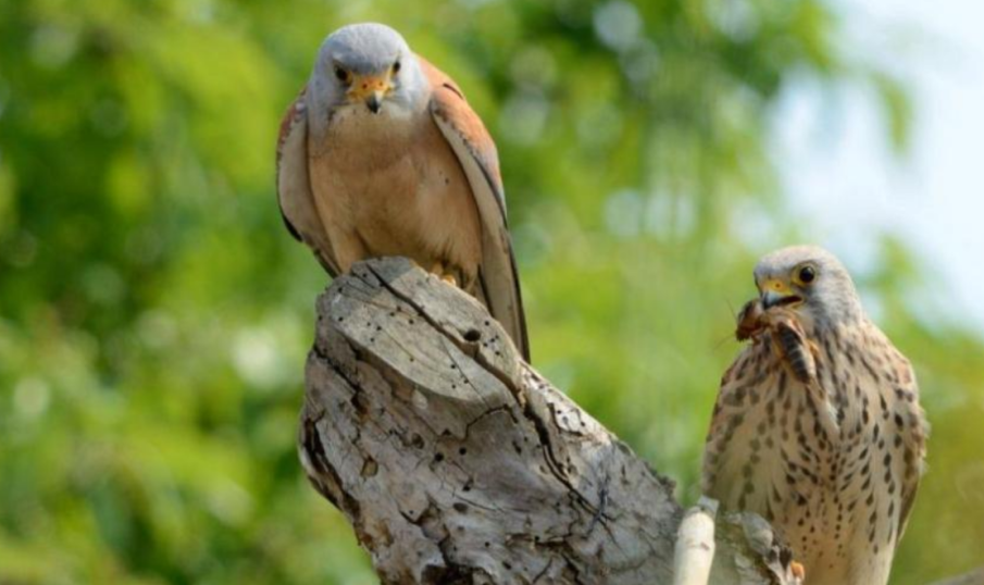 Завърна се у нас първата белошипа ветрушка