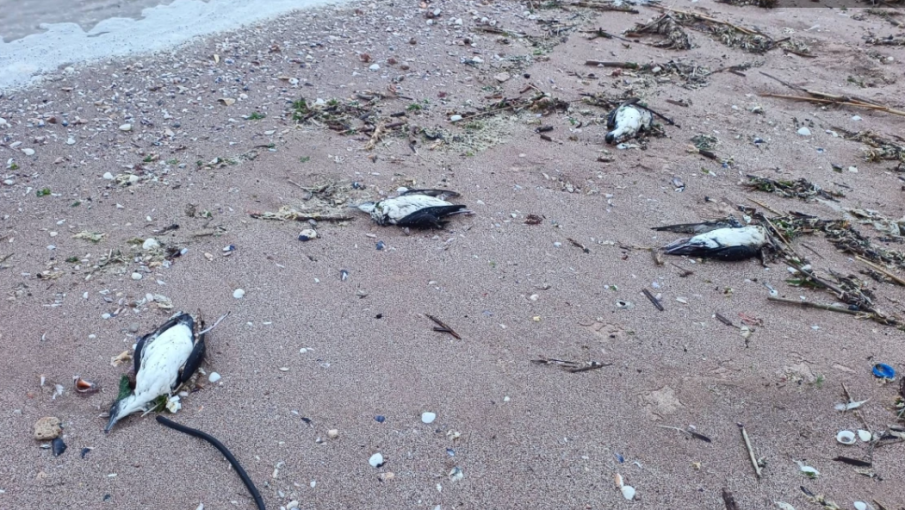 Трупове на измрели птици покриват плажовете на север от Варна