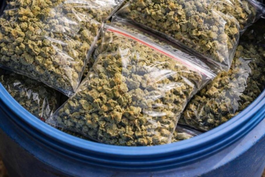 Разкриха две оранжерии с марихуана в Русенско, иззеха над 170 растения