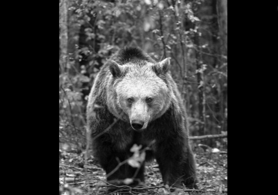 Сърдечна недостатъчност уби мечката Рада от парка в Белица