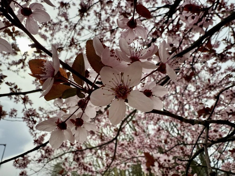 Астрономическата пролет настъпва днес в 16:24 часа