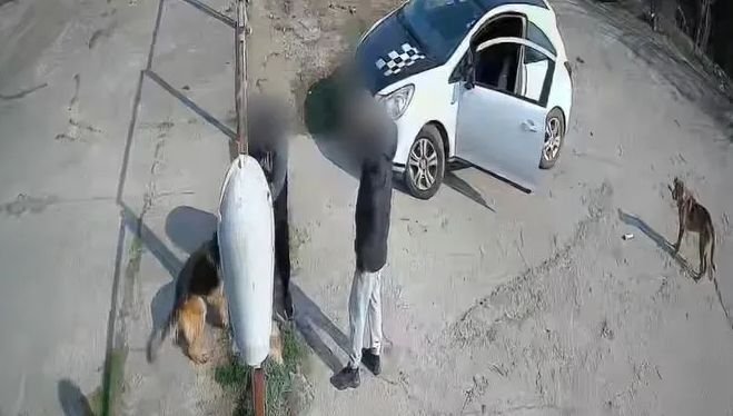 КУРИОЗ! Мъж нахлу в приют за животни, за да открадне... собственото си куче