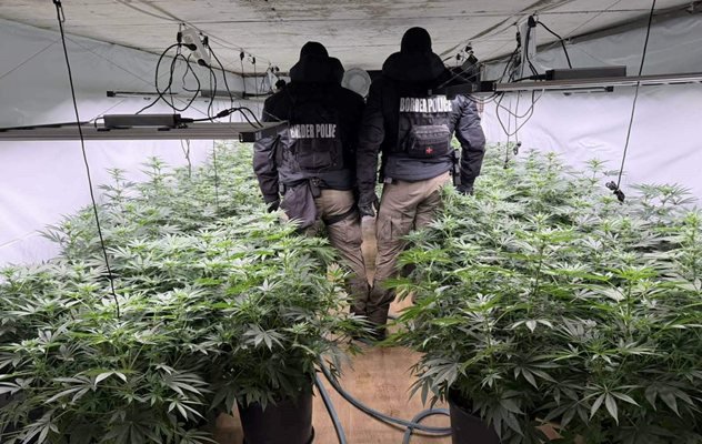 Разкриха наркооранжерия в село до Своге - задържан е македонец, издирван от Интерпол