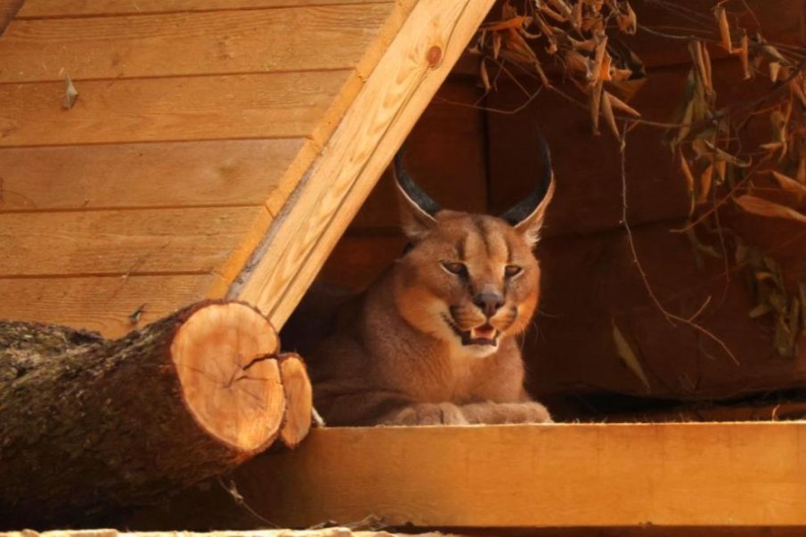 Зоопаркът в Стара Загора преминава към лятно работно време