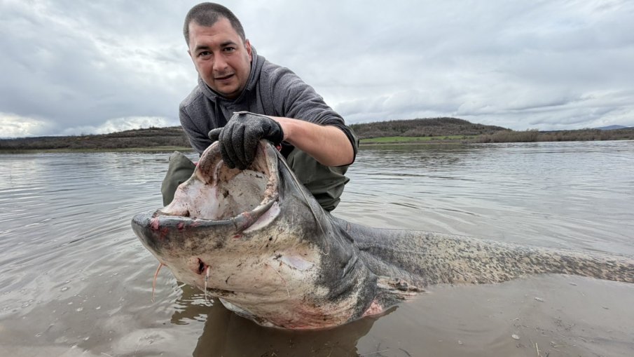 ГИГАНТСКИ УЛОВ: Хванаха огромен сом, близо 2,5 м, в язовир Огоста (СНИМКИ)