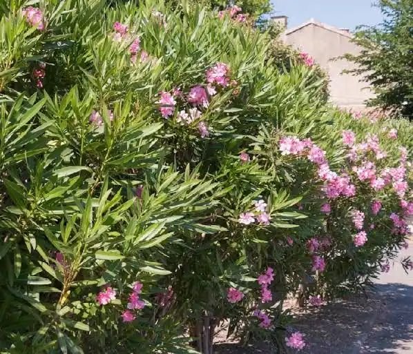 ВНИМАНИЕ, ТОКСИЧЕН ХРАСТ: Гърция иска цветето да се премахне около училища и детски площадки