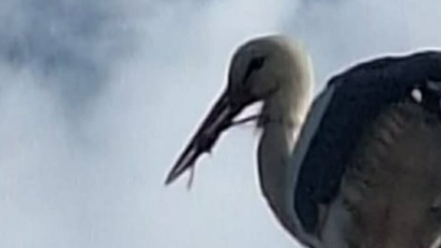 Щъркел с примка на човката бедства в село Мерданя