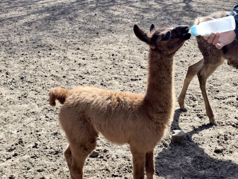Женско бебе лама се роди в зооцентъра в Добрич