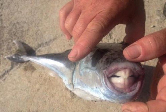 ОПАСНО: Хищна и отровна риба се появи в Южна Гърция