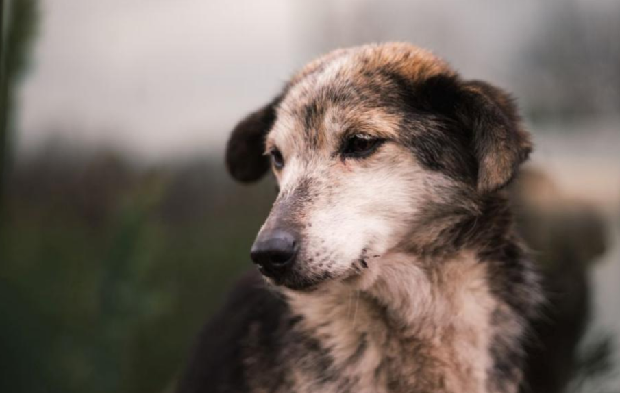 Откриха тяло на куче в в бетонна септична яма в Кюстендилско