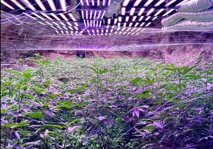 Разкриха оранжерия за канабис в галерийна мина край Кюстендил (СНИМКИ)