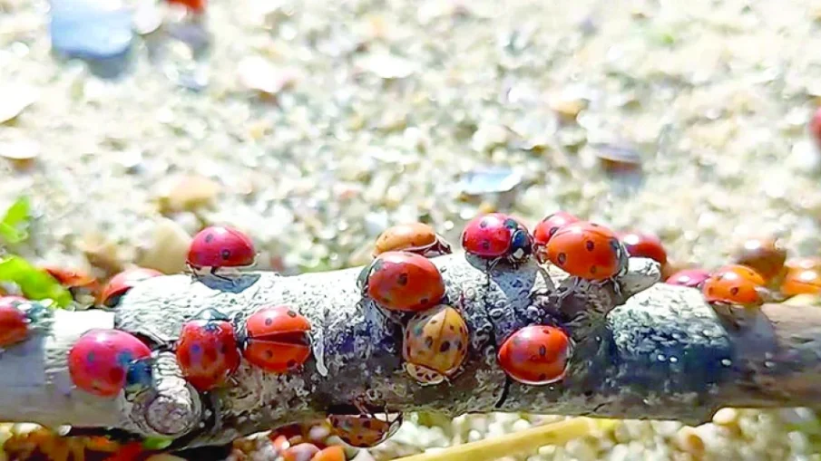 Варна пропищя от нашествие на калинки