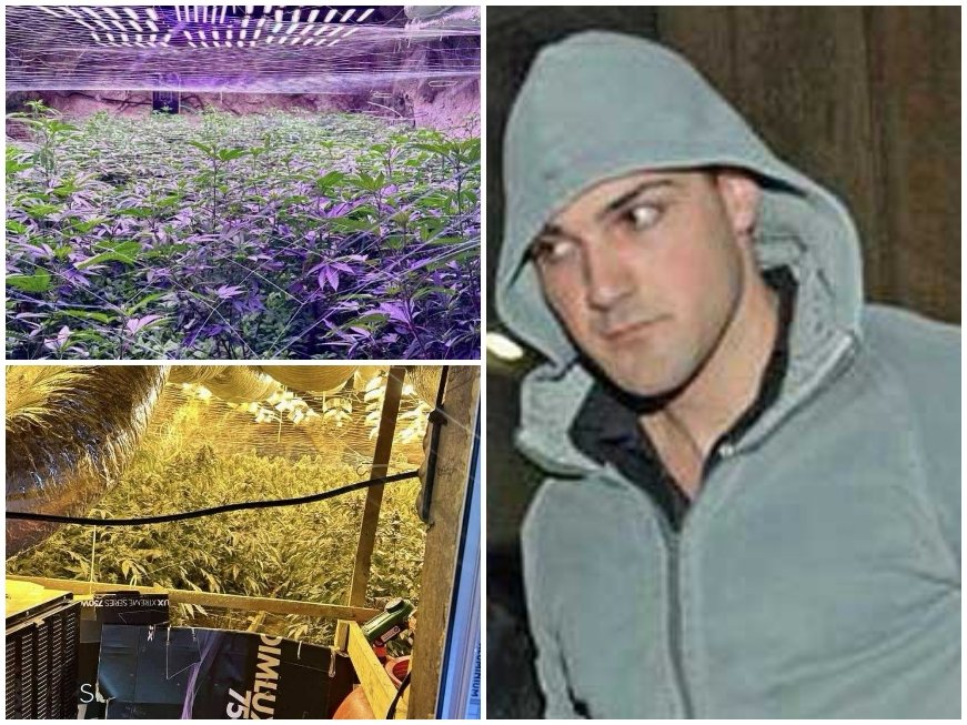 Ексклузивно! Според оперативна информация от ГДБОП зад заловената нарко оранжерия край Кюстендил стои Даниел Стефанов-Дъмпела