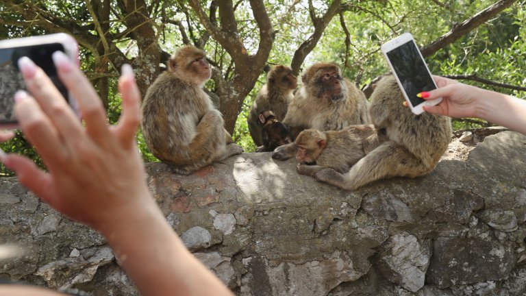 Маймуните в Гибралтар започнаха да ядат пръст заради вредната човешка