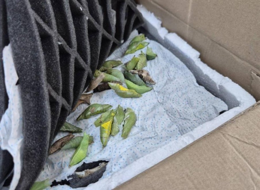 Митничари иззеха какавиди на тропически пеперуди на ГКПП „Капитан Андреево“