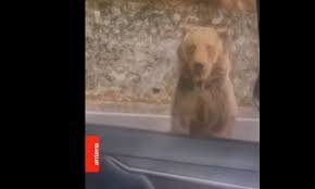 Мечка нападна шеф в БФС в Румъния, разкъса ръката му (ВИДЕО)