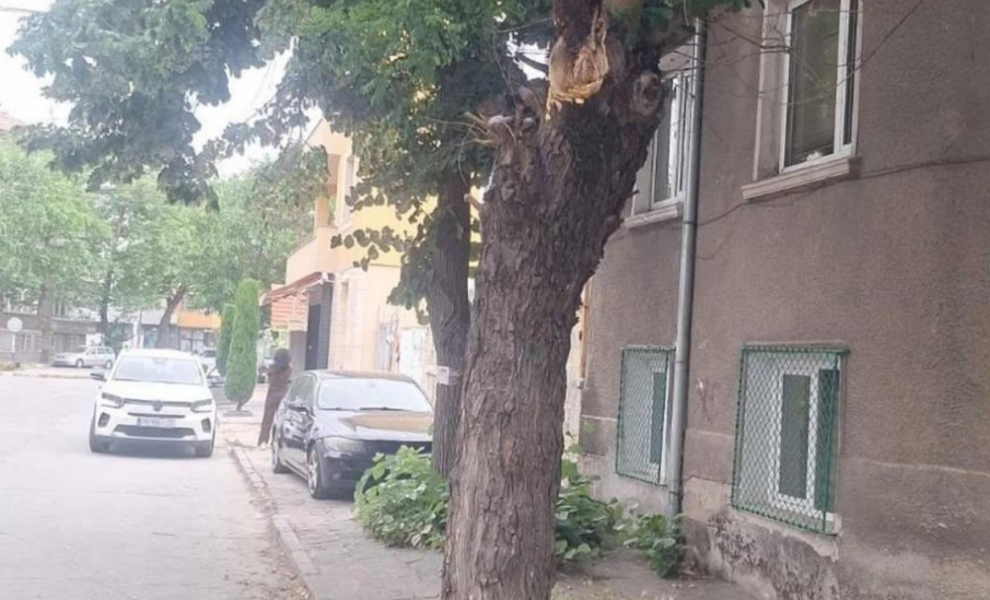 Голям клон на дърво се счупи и падна на улица в Асеновград (СНИМКА)